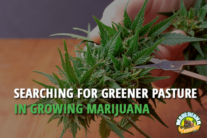 greener pasture growing marijuana