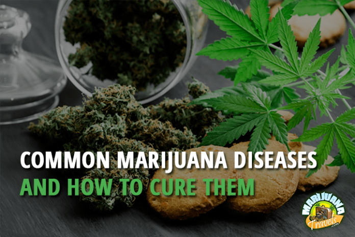 Common Marijuana Diseases and How to Cure Them