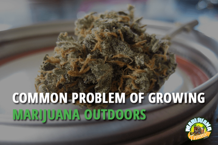Common Problems of Growing Marijuana Outdoors