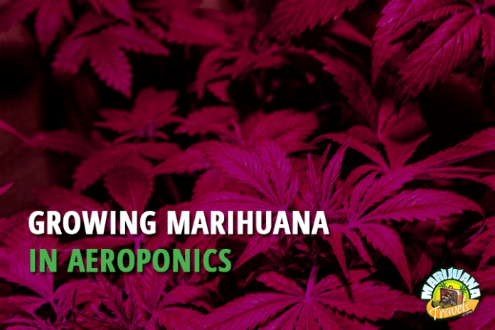 growing marijuana aeroponics