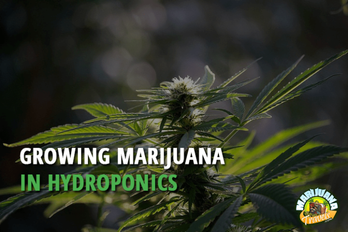 Growing Marijuana in Hydroponics