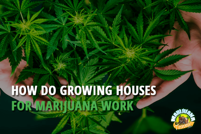 How Do Growing Houses For Marihuana Work?