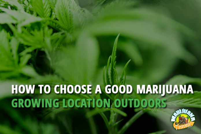 How to Choose a Good Marijuana Growing Location Outdoors