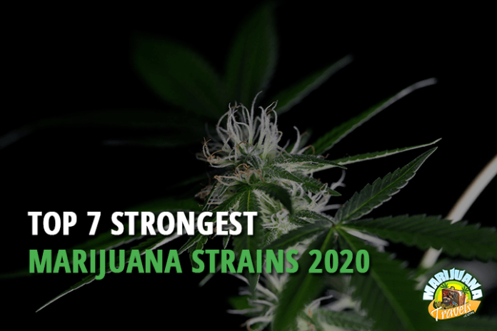 strongest marijuana strain