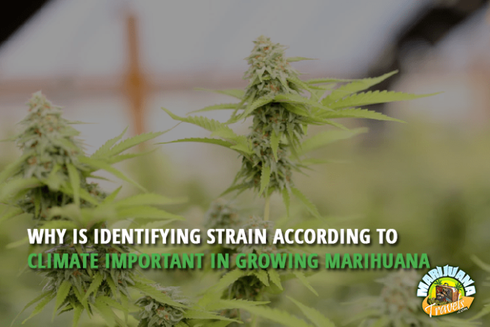 growing marijuana strain