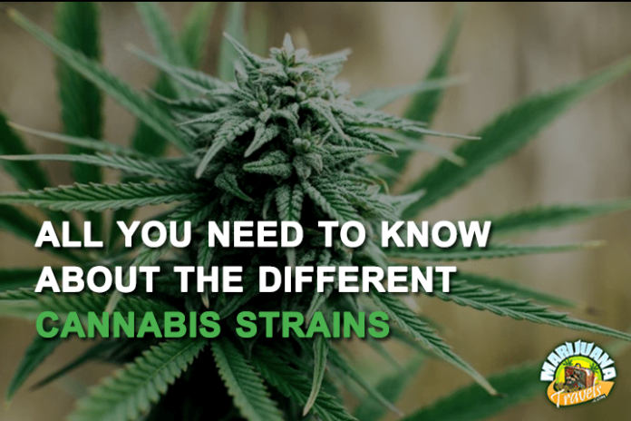 different strains of marijuana