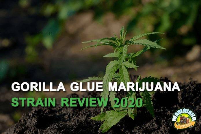 gorilla glue marijuana strain