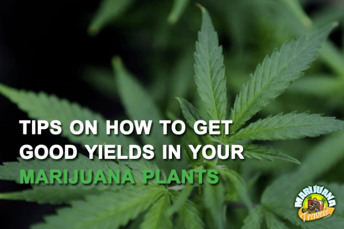 good yields in your marihuana plants