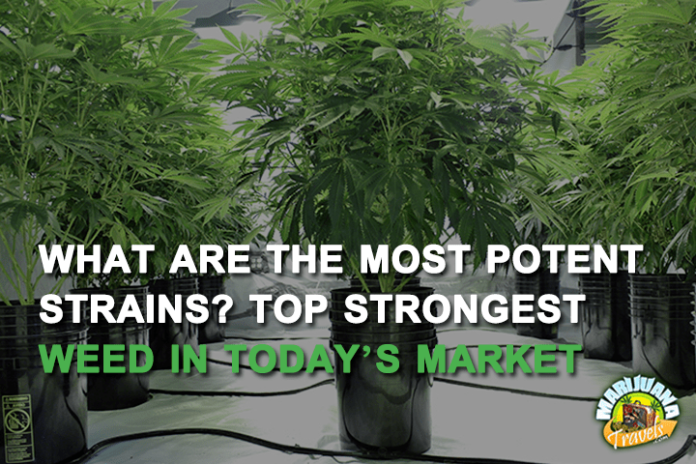 most potent marijuana strains