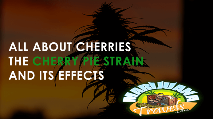 cherry pie marijuana strain