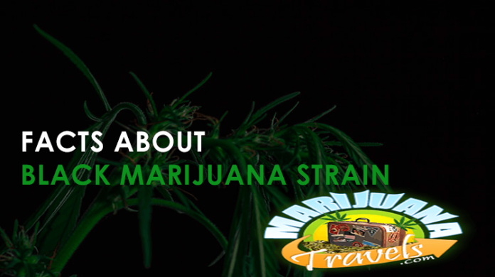 black marijuana strain