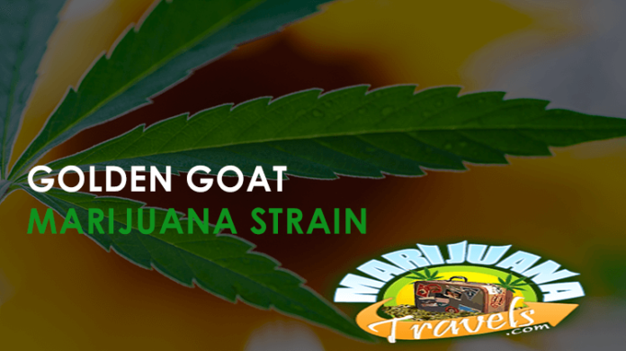golden goat marijuana strain