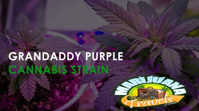 purple marijuana strains