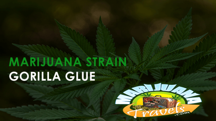 marijuana strain gorilla glue