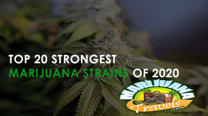 what is the strongest strain of marijuana