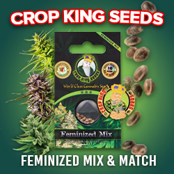 Crop King Seeds (COM) Feminized Marijuana Seed Mix