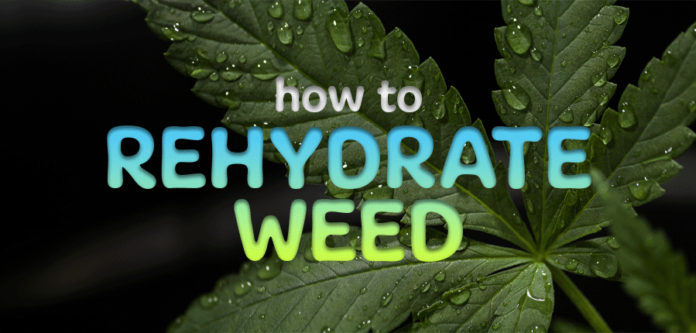 How to Rehydrate Weed