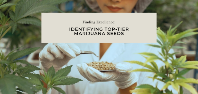 identifying high quality marijuana seeds