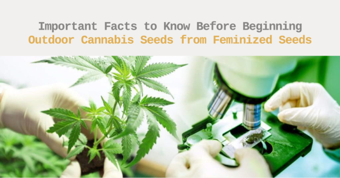growing feminized marijuana seeds outdoors