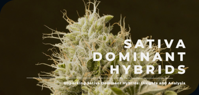 Sativa dominant hybrid marijuana seeds