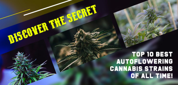 Best Autoflowering Cannabis Strains