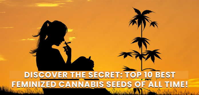 Best Feminized Cannabis Seeds